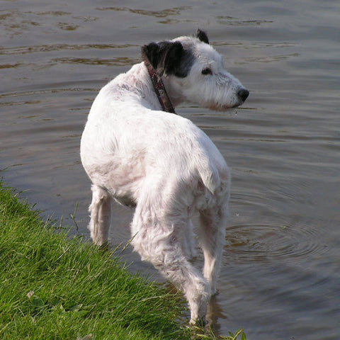 United Pets - Bon Coeur Bag Dispenser (Orange)