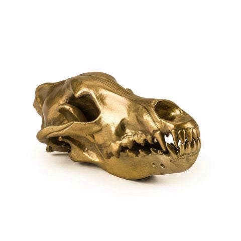 Seletti Wunderkrammer Wolf Skull Ex Showroom
