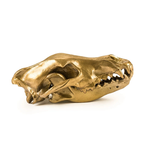 Seletti Wunderkrammer Wolf Skull Ex Showroom
